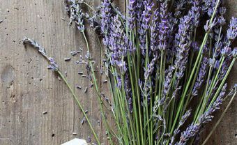 Lavender - “chờ đợi tình yêu”. - Blog Marry