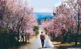 Cơ Hội Chụp Ảnh Cưới Hoa Anh Đào Nhật Bản Tại Đà Nẵng - Blog Marry