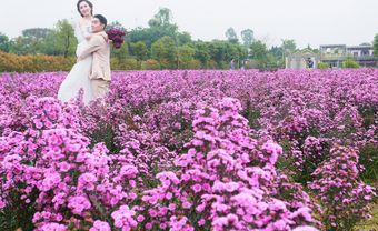 "Phát cuồng” với cánh đồng hoa bạt ngàn sắc tím giữa Hà Nội - Blog Marry